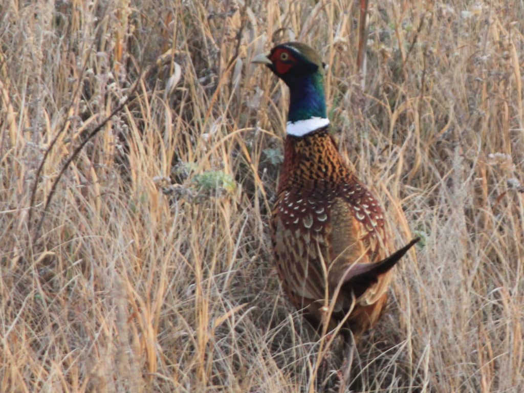 Positive Pheasant Season So Far in North Dakota News Dakota