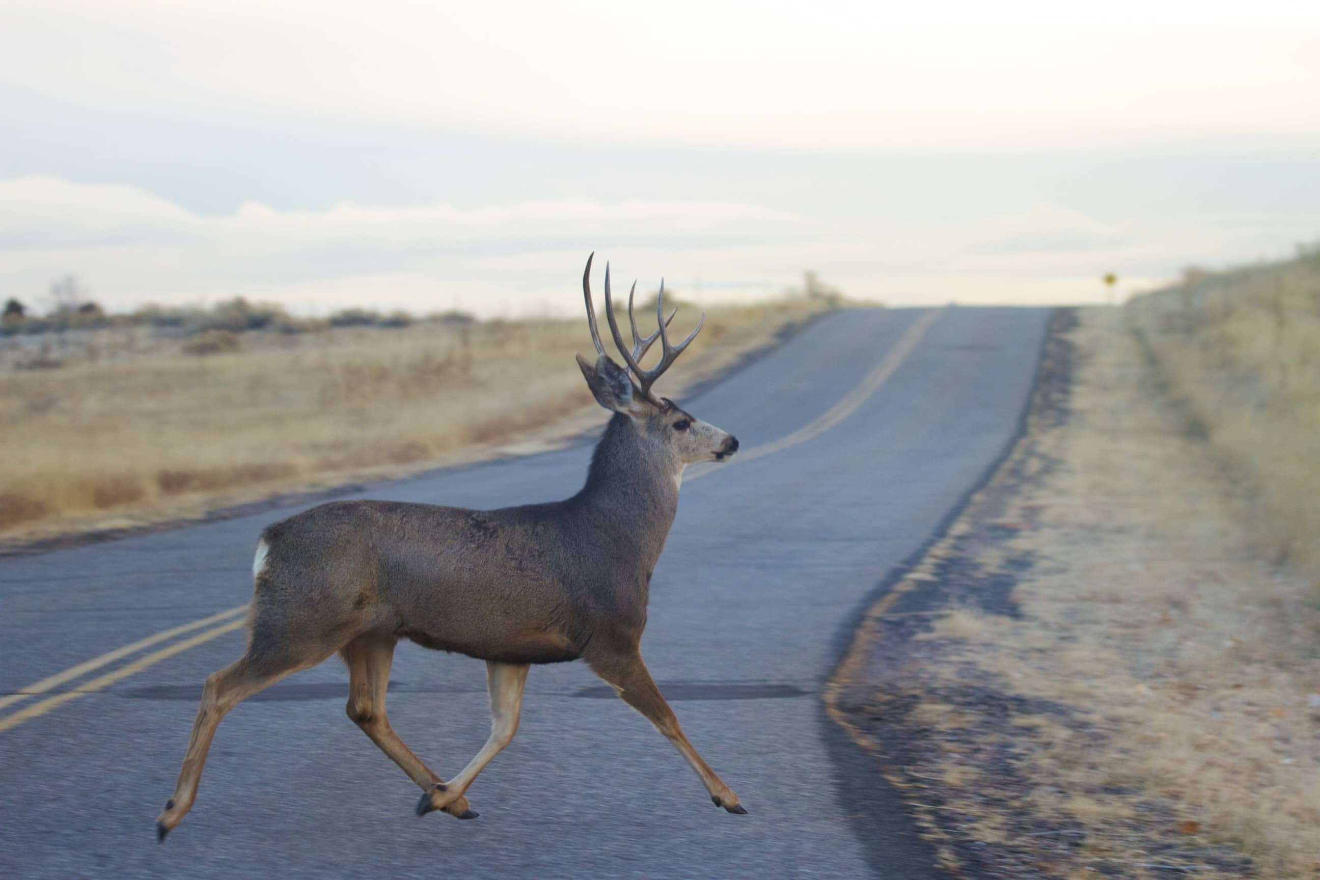 mule-deer-buck-crosses-road