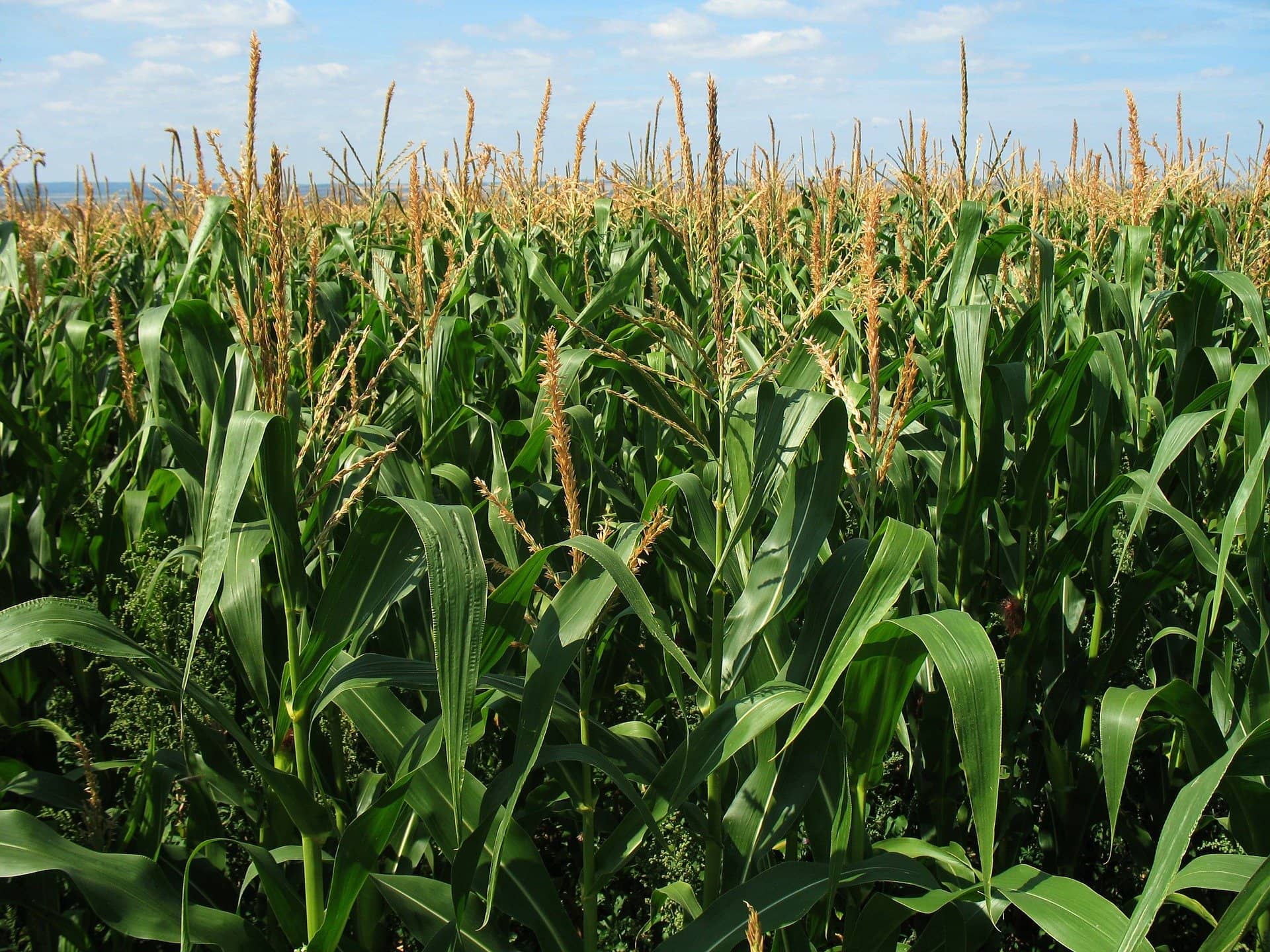 corn-field-g30c25b1b9_1920