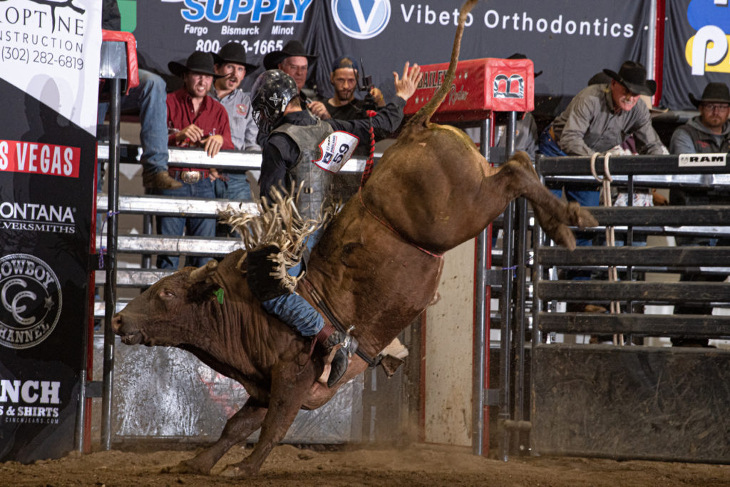 Badlands Circuit Bucking Horses, Bulls, Awarded For Their Athletic Abilities - Vimarsana News