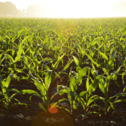 farmland-png-5