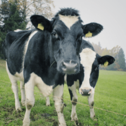 dairy-cows-png