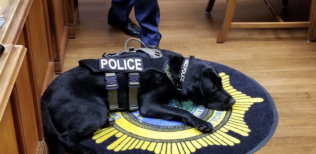 North Dakota BCI Introduces Accelerant Sniffing Dog - Vimarsana News