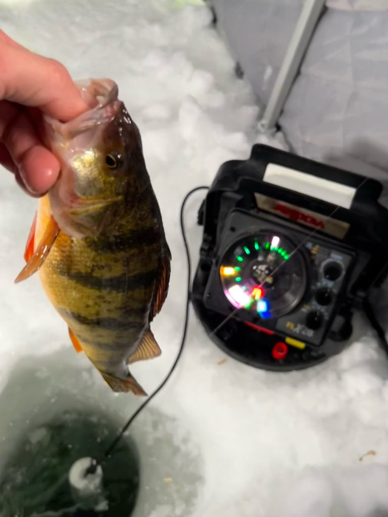 ND Lakes Provide Trophy Perch Ice Opportunities - Vimarsana News
