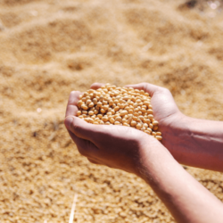 soybeans-png-3