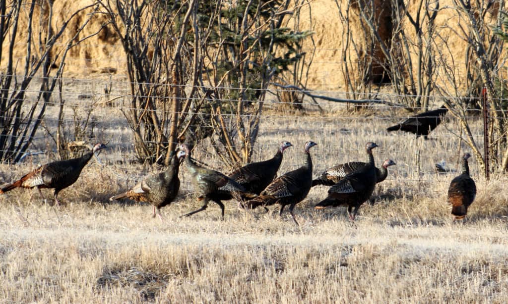 Licenses Remain After Spring Turkey Drawing - Vimarsana News