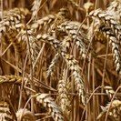 wheat-2-ndsu-jpeg-6