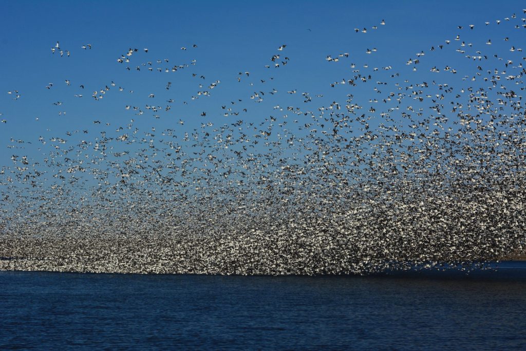 Snow Geese Spotted, Food Plot Seed Available - Vimarsana News