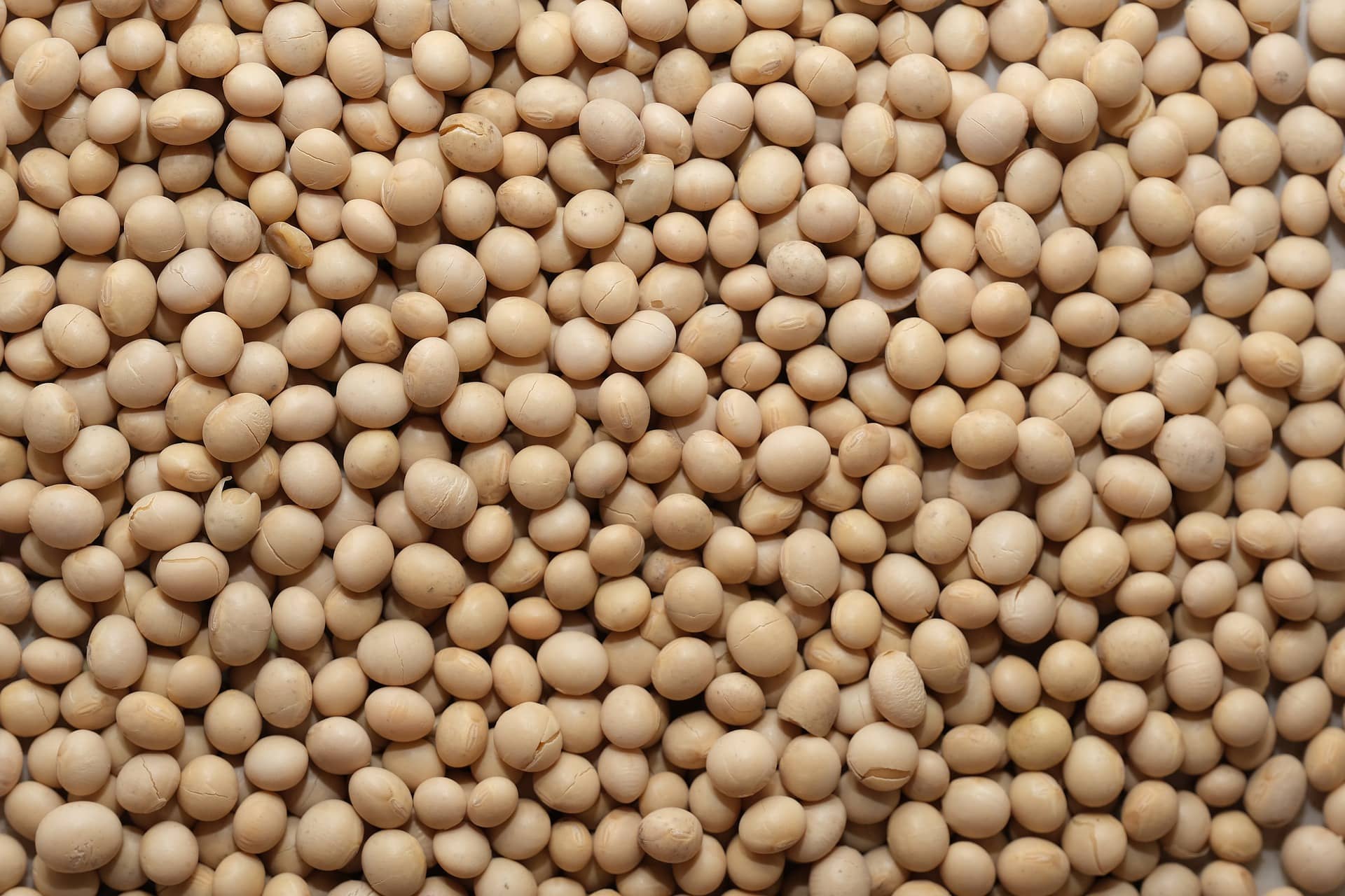 soy-bean-g1e3869661_1920