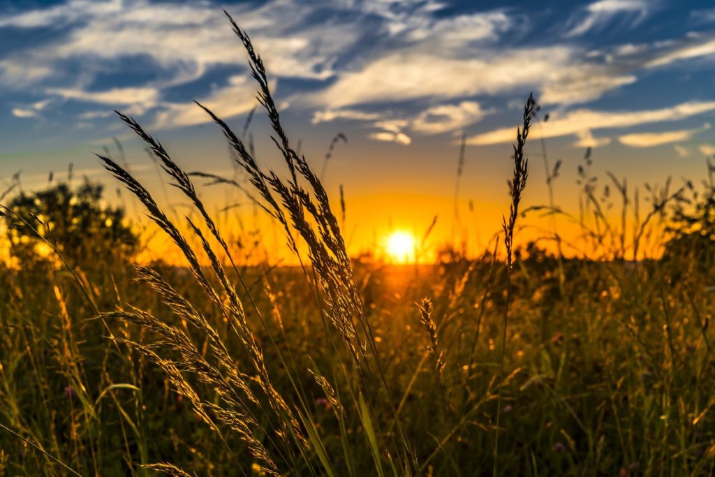 Commodity Partnership Sets a Big Goal for Cover Crops - Vimarsana News