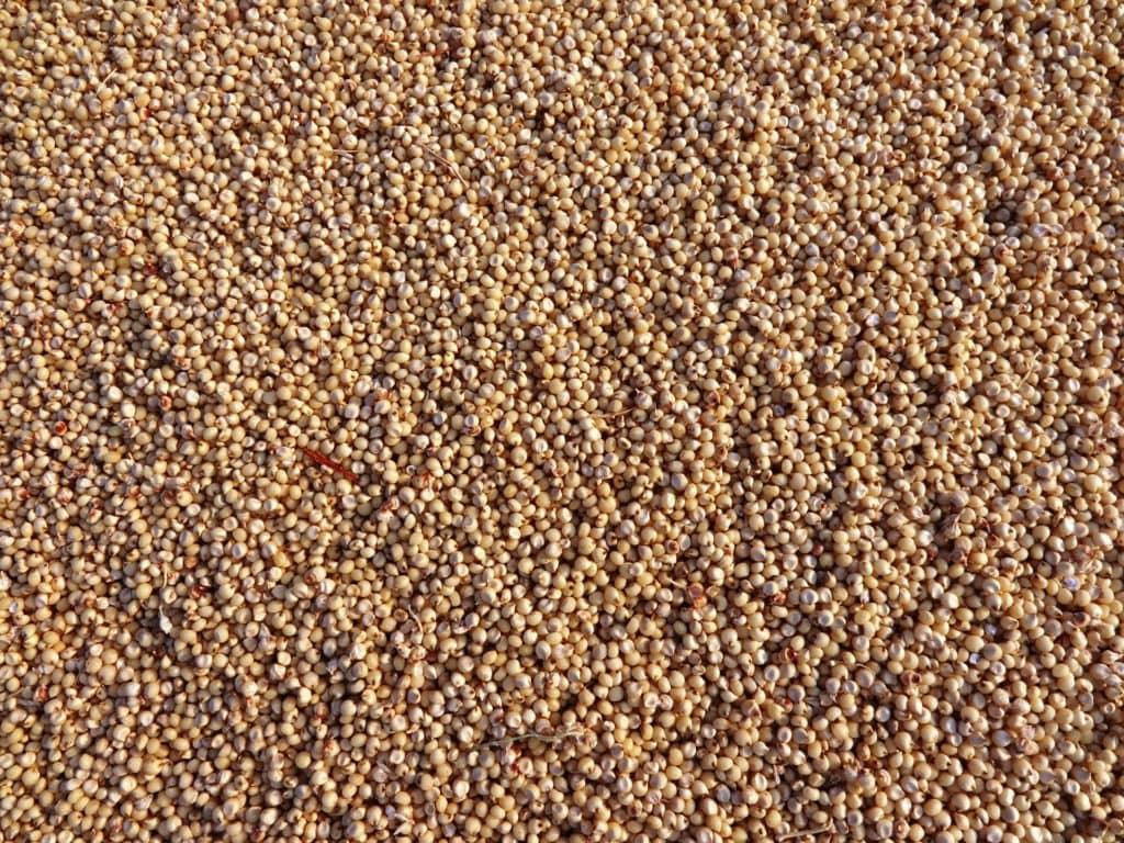 2021/22 Sorghum Quality Report Released by U.S. Grains Council - Vimarsana News