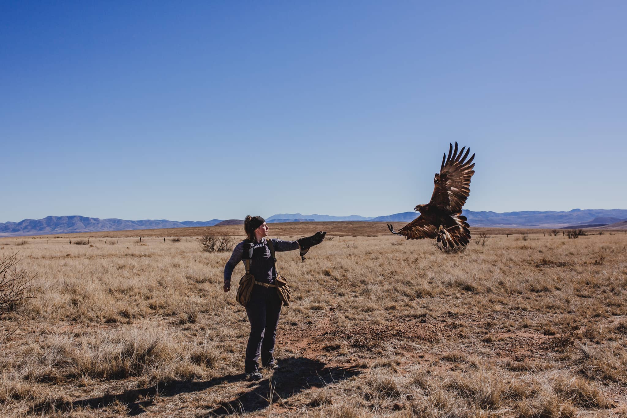 eaglefalconryndpf-adampecht