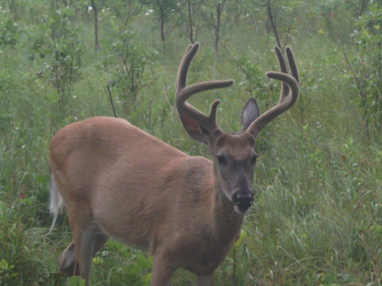 whitetailhealthy