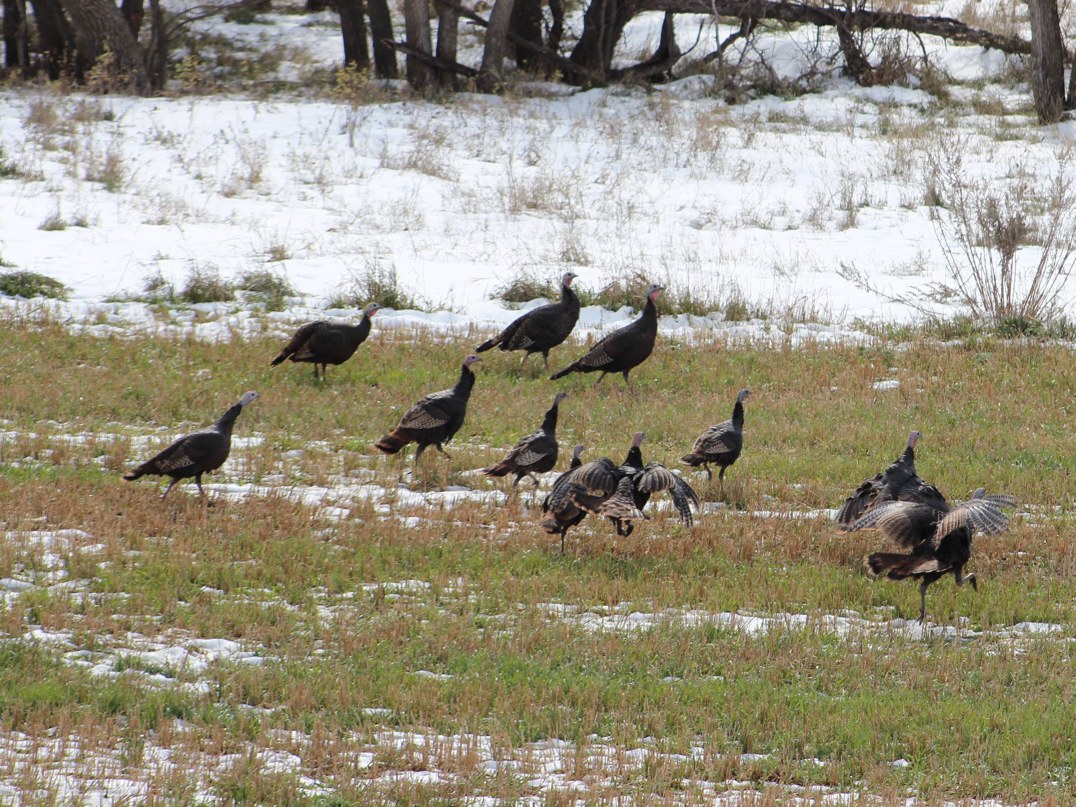 springturkeys