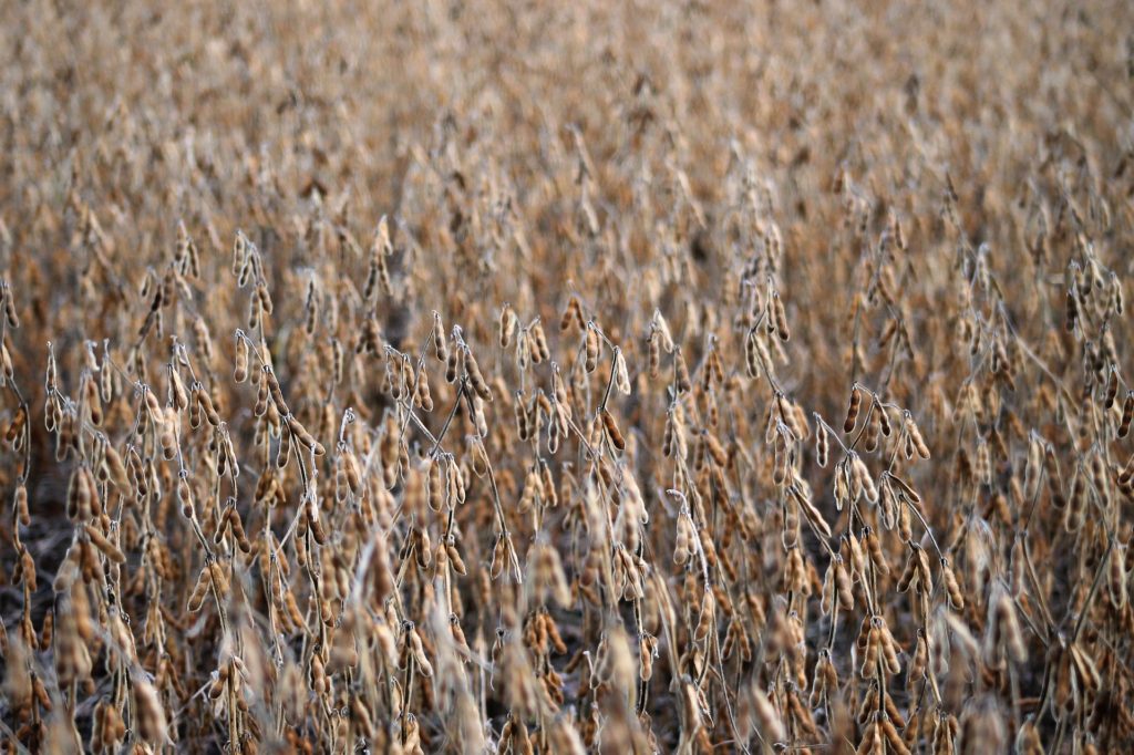 NDSU Dry Bean Survey Highlights 2021 Production Year - Vimarsana News