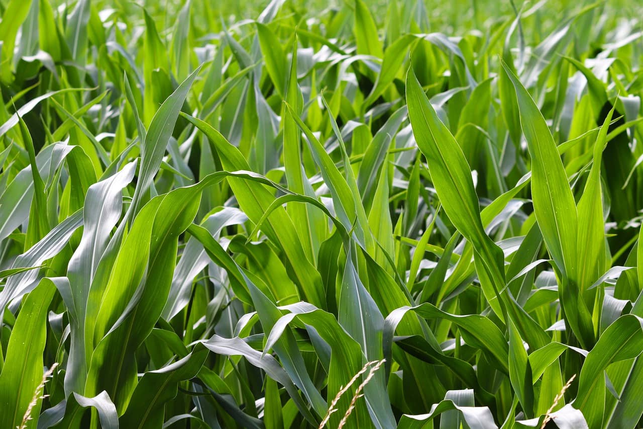 cornfield-5367154_1280