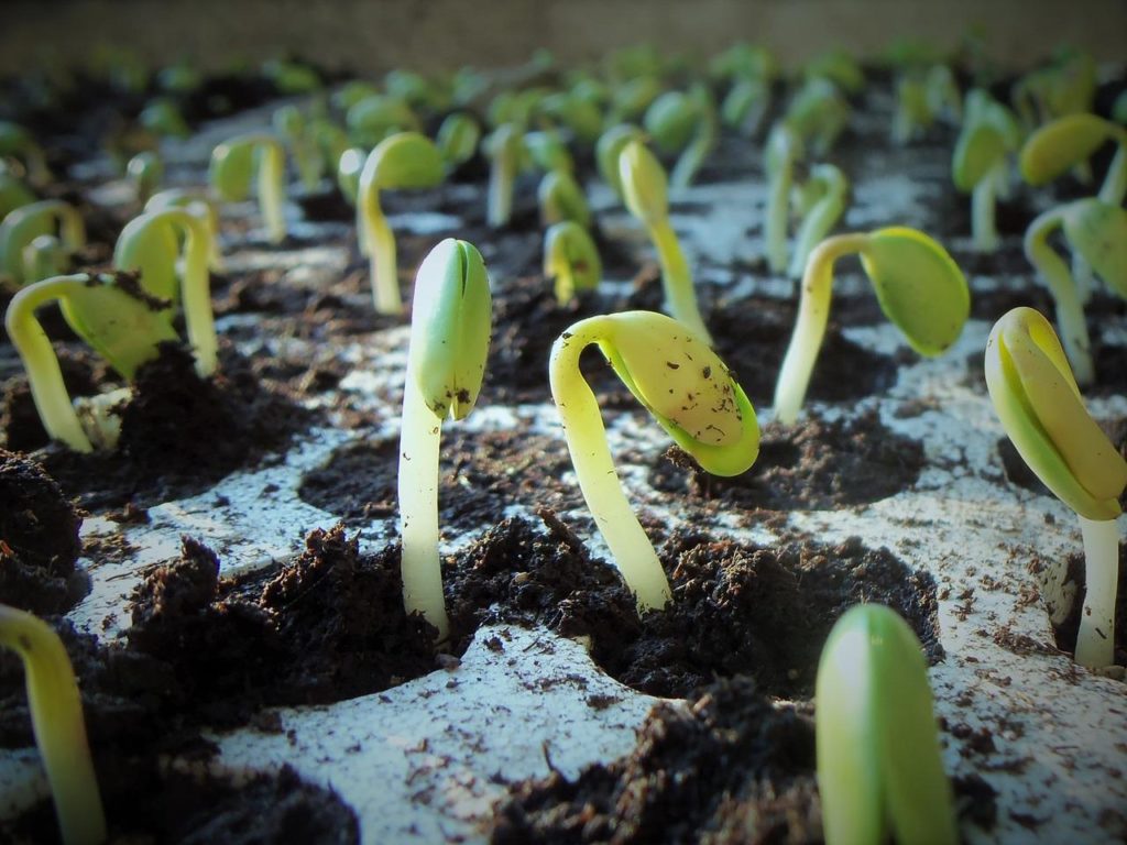 NDSU Extension Offers Soybean Plant Growth, Management Resource - Vimarsana News