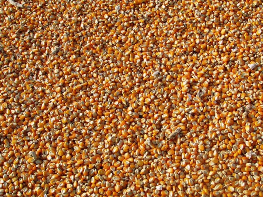 USGC Releases 2021/2022 Corn Export Cargo Quality Report - Vimarsana News