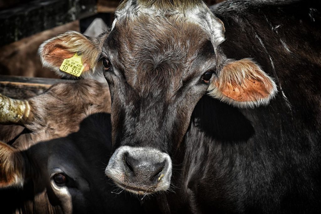 Cattle on Feed Numbers Continue to Set Records News Dakota