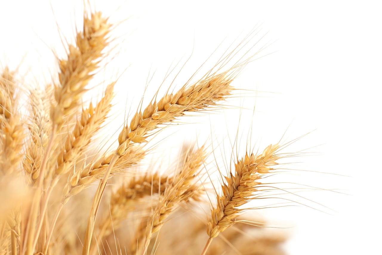 wheat-ears-2679158_1280