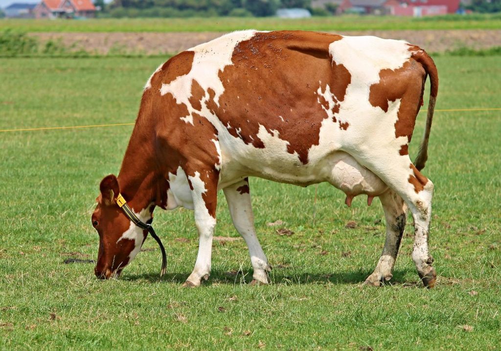 Understanding the Climate Effects of Grazing Agriculture - Vimarsana News