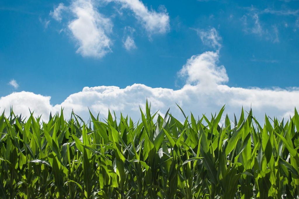 Crop Progress Report: Spring Planting Still Delayed; Winter Wheat Improves - Vimarsana News