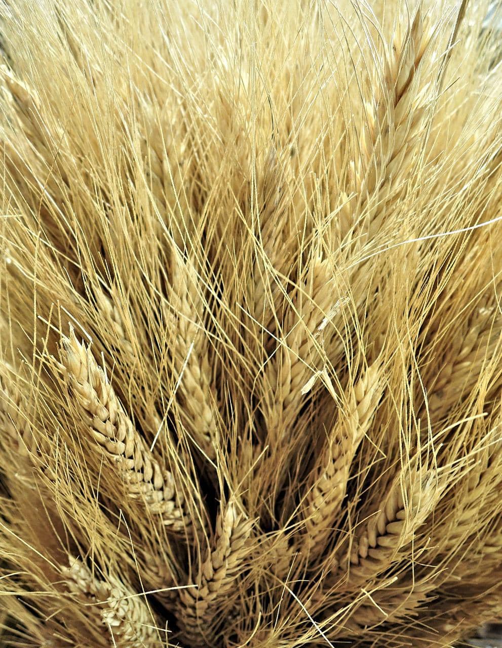 canadian-wheat-943707_1280