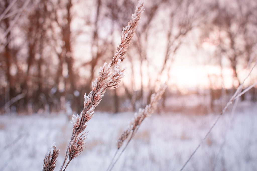 First 2022 Winter Wheat Production Calls for Lower Yield - Vimarsana News