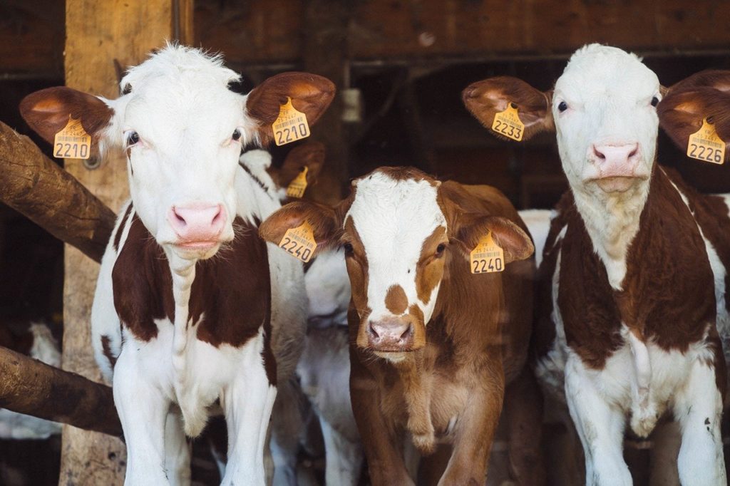 Cattle Chat: Leasing Arrangements - Vimarsana News