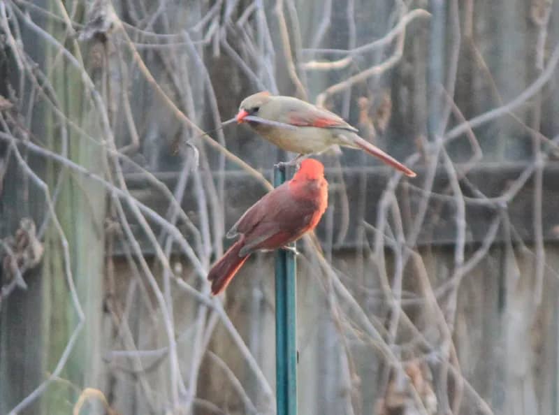 cardinals