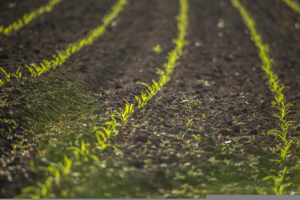 Planting Pace Catching Up to Five-Year Averages - Vimarsana News