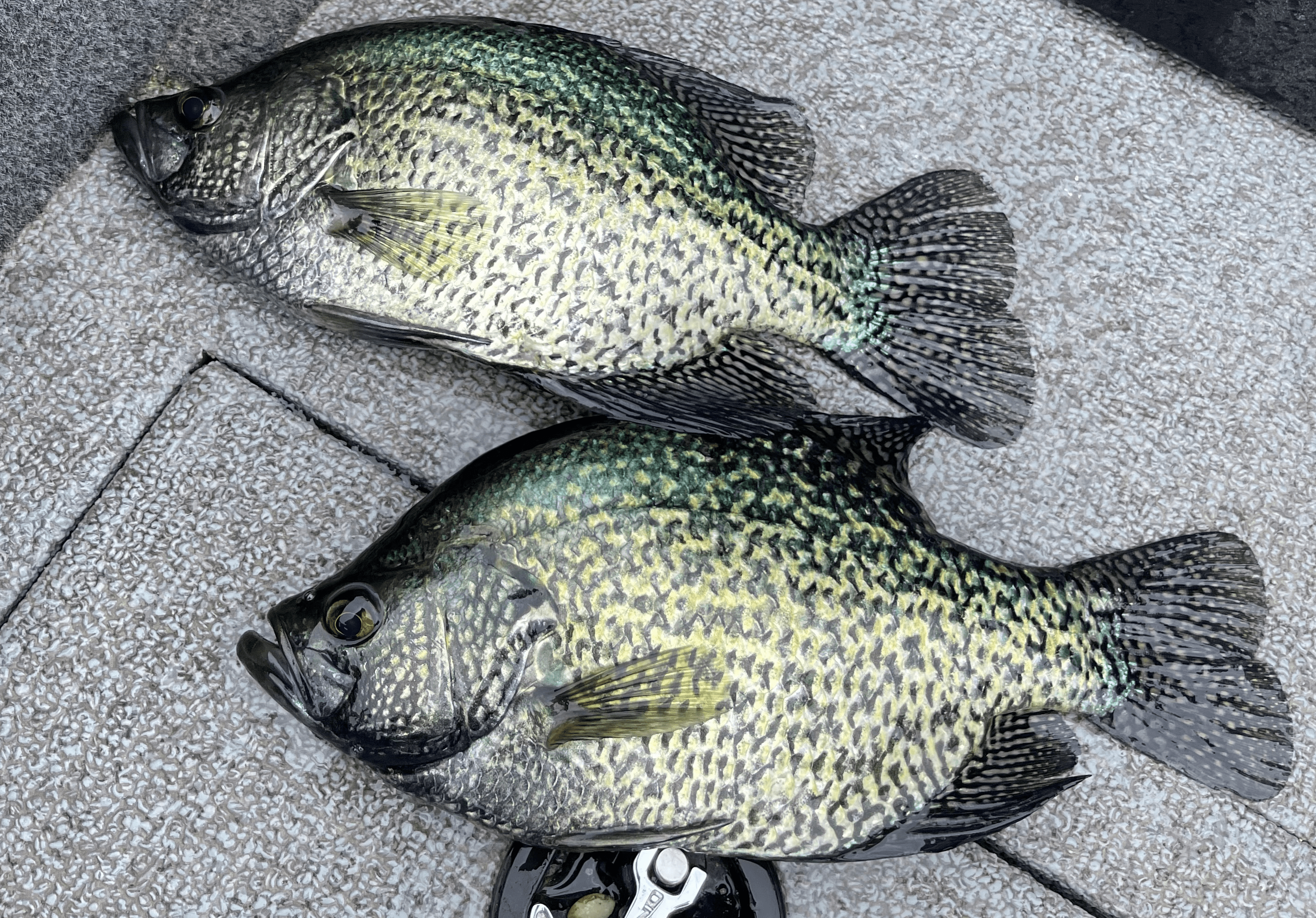 fredericks-crappies