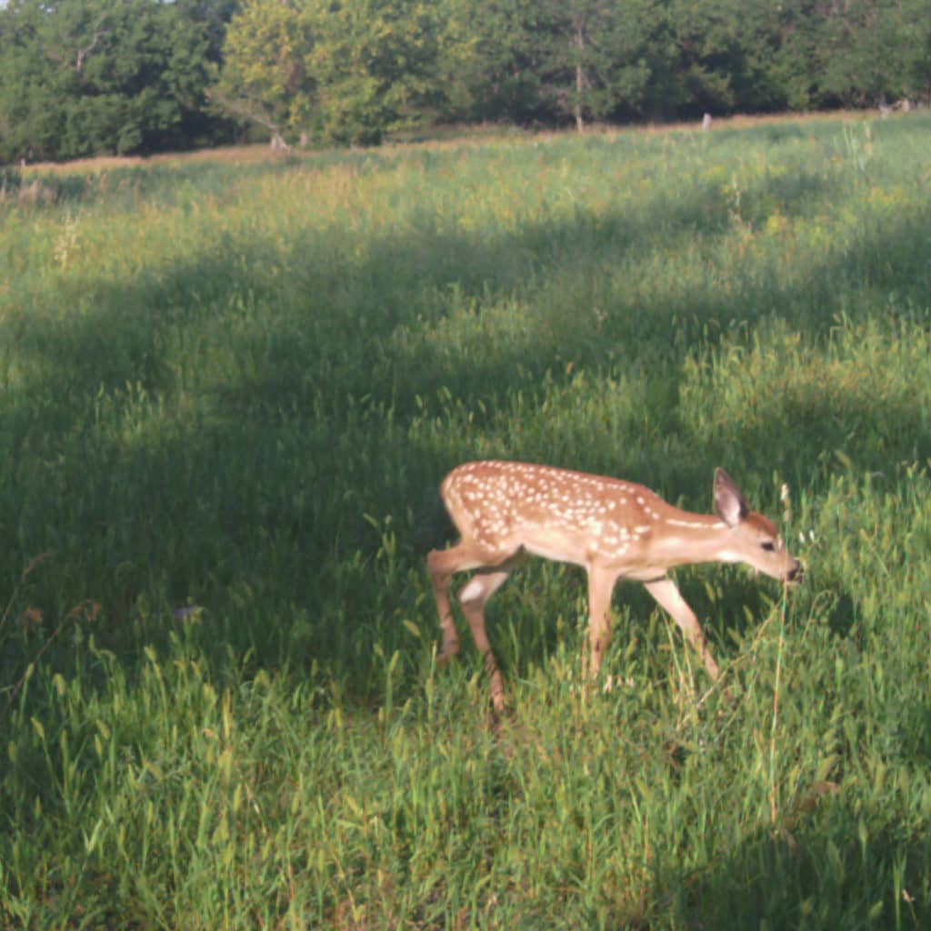 the-nd-deer-lottery-part-i-influencers-news-dakota