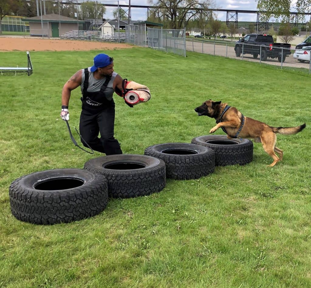 Working Dogs Training Demonstration Held In Valley City News Dakota