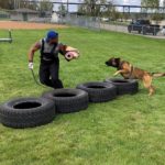 Dog training four