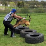 Dog training two