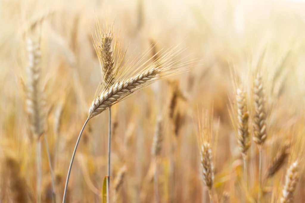Most Planting Caught Up Except For Spring Wheat - Vimarsana News