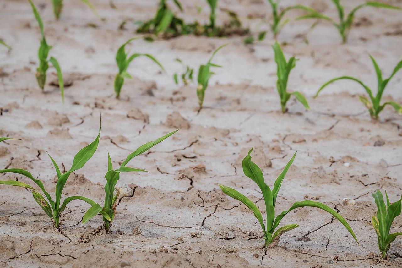 cornfield-4240209_1280