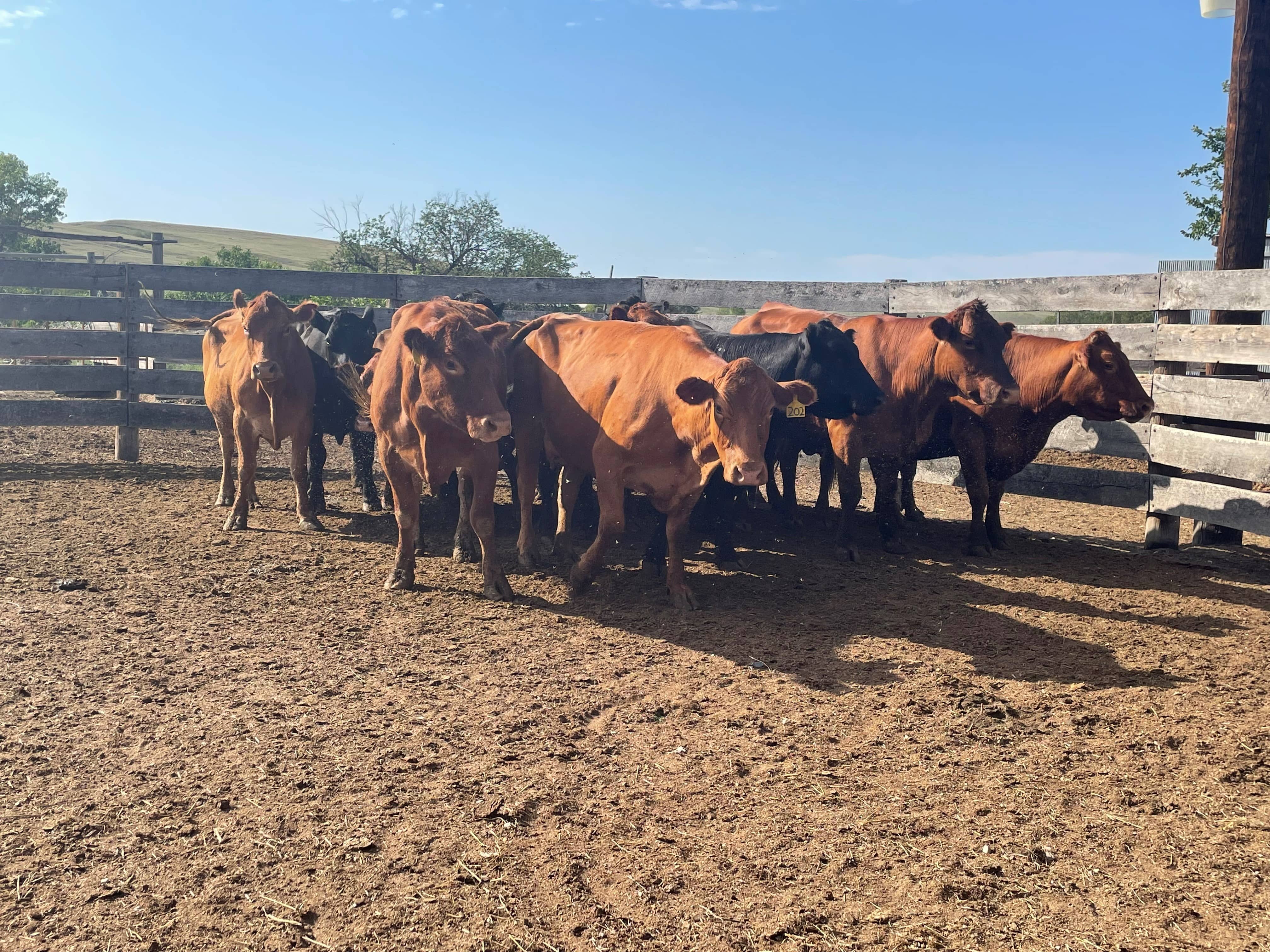 cows-in-corral