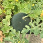 garden melon