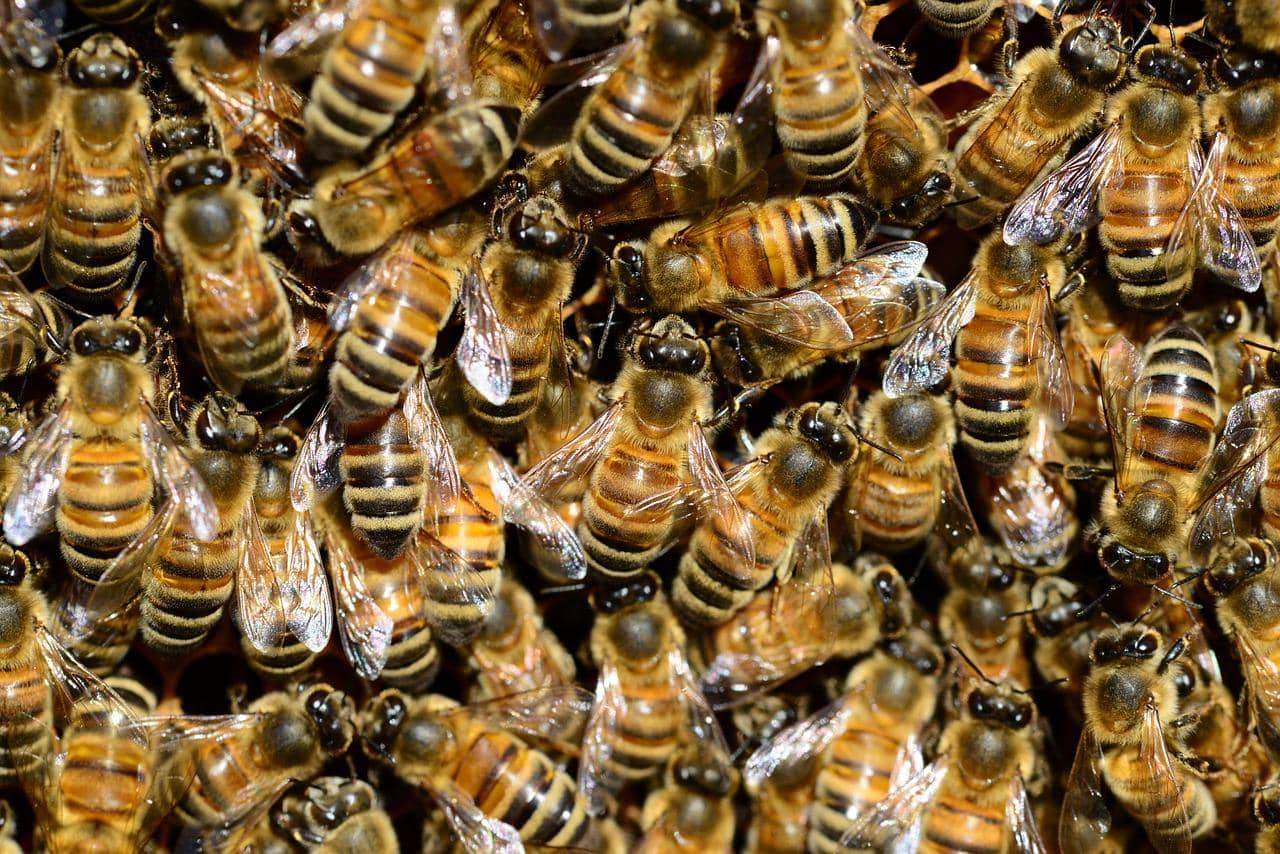 bees-292132_1280