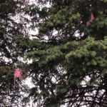 Two Flags: The lightening strike threw two small American flags into these pine trees.