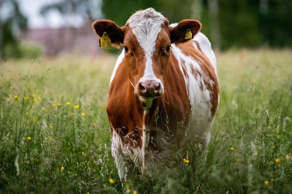 Cattle Chat: Steps to Tighten the Calving Season - Vimarsana News
