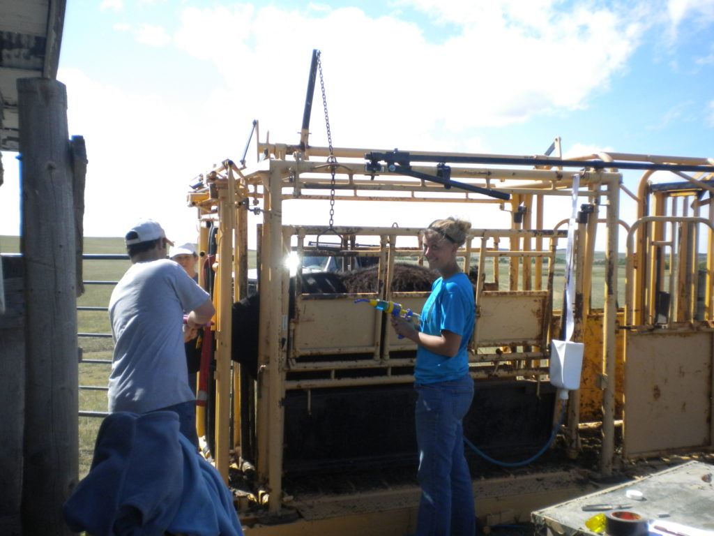 Junior Beef Producers Workshop Scheduled in Carrington - Vimarsana News