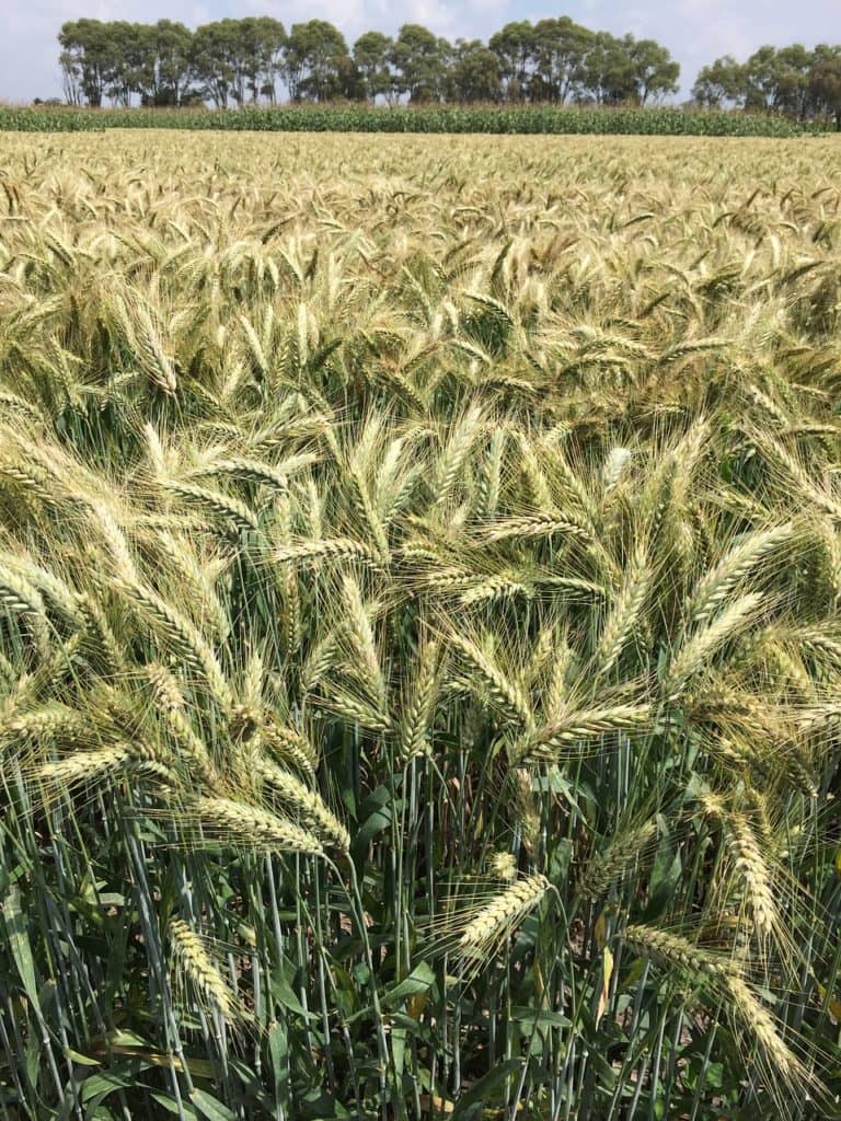 NDSU Durum Day June 22 in Carrington - Vimarsana News