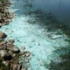 cyanobacteria