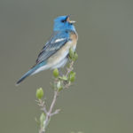 Lazuli Bunting: Photo: Jamie Cunningham, Sabrewing Nature Tours