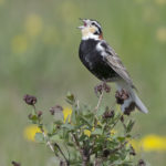 Chestnut-collared longspur: Photo: Jamie Cunningham, Sabrewing Nature Tours