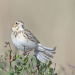 Baird: Photo: Jamie Cunningham, Sabrewing Nature Tours