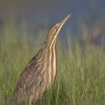 American bittern: Photo: Jamie Cunningham, Sabrewing Nature Tours